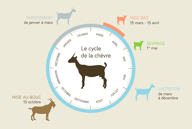 Connaissez-vous le cycle de la chèvre ?